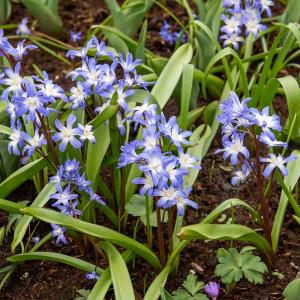 Chionodoxa Luciliae (x25)